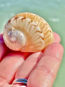 Person holding a beige spiral seashell by the ocean.