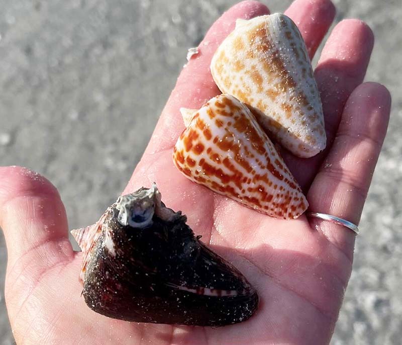 Person's hand holding three cone-shaped seashells.