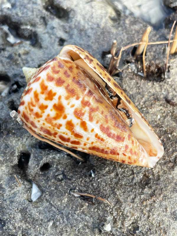 A speckled seashell on sandy ground with twigs nearby.