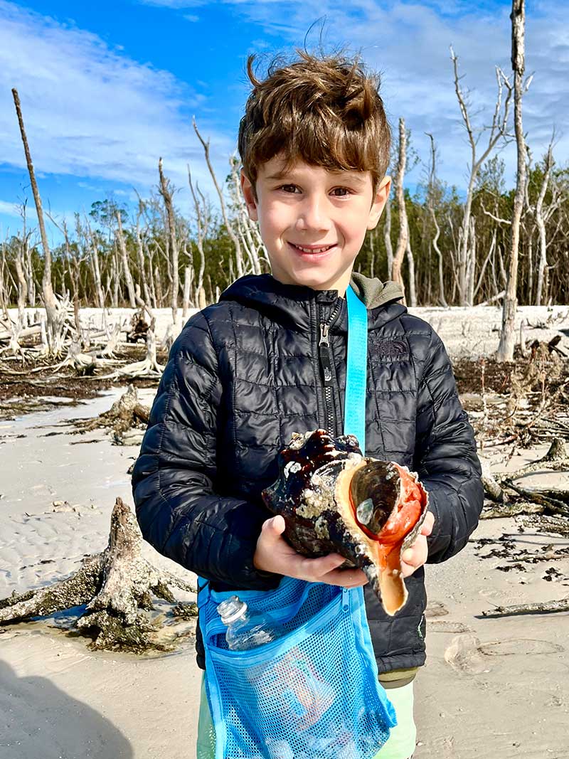 Child holding a large seashell on a sandy beach with driftwood.