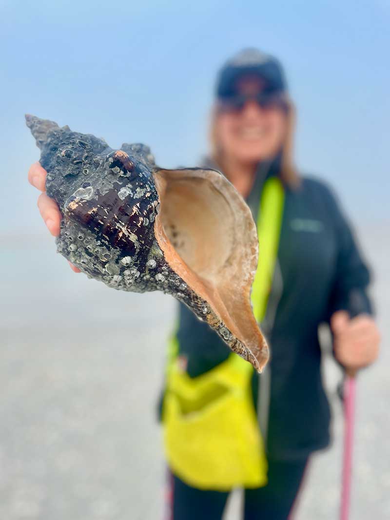Person holding a large, weathered seashell on a beach.