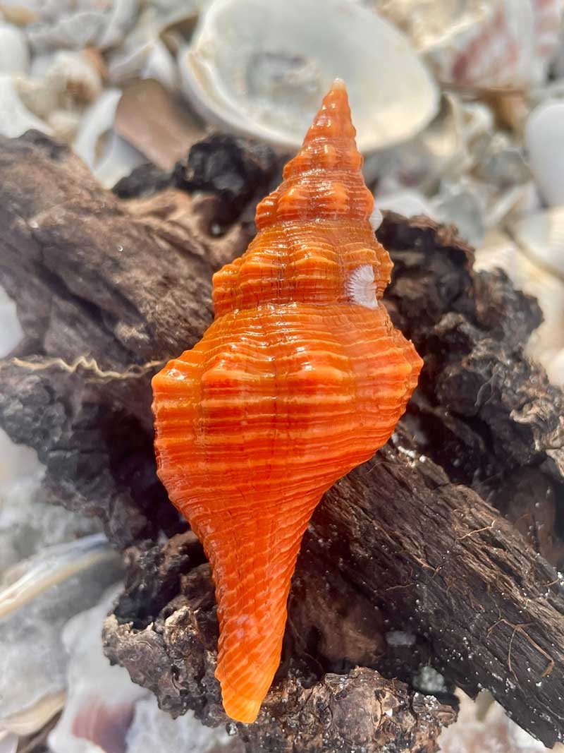 Person holding large seashell on a sunny beach.