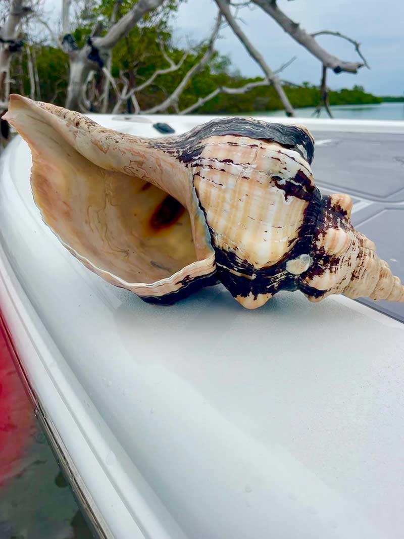 Large seashell on dry, sandy terrain with driftwood and blue sky.