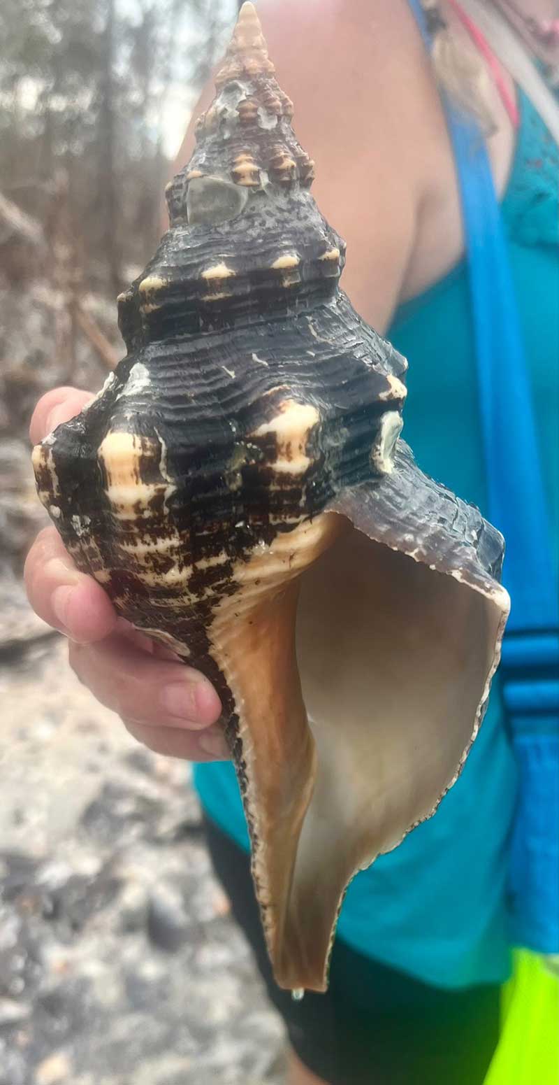 Person holding large seashell on a sunny beach.