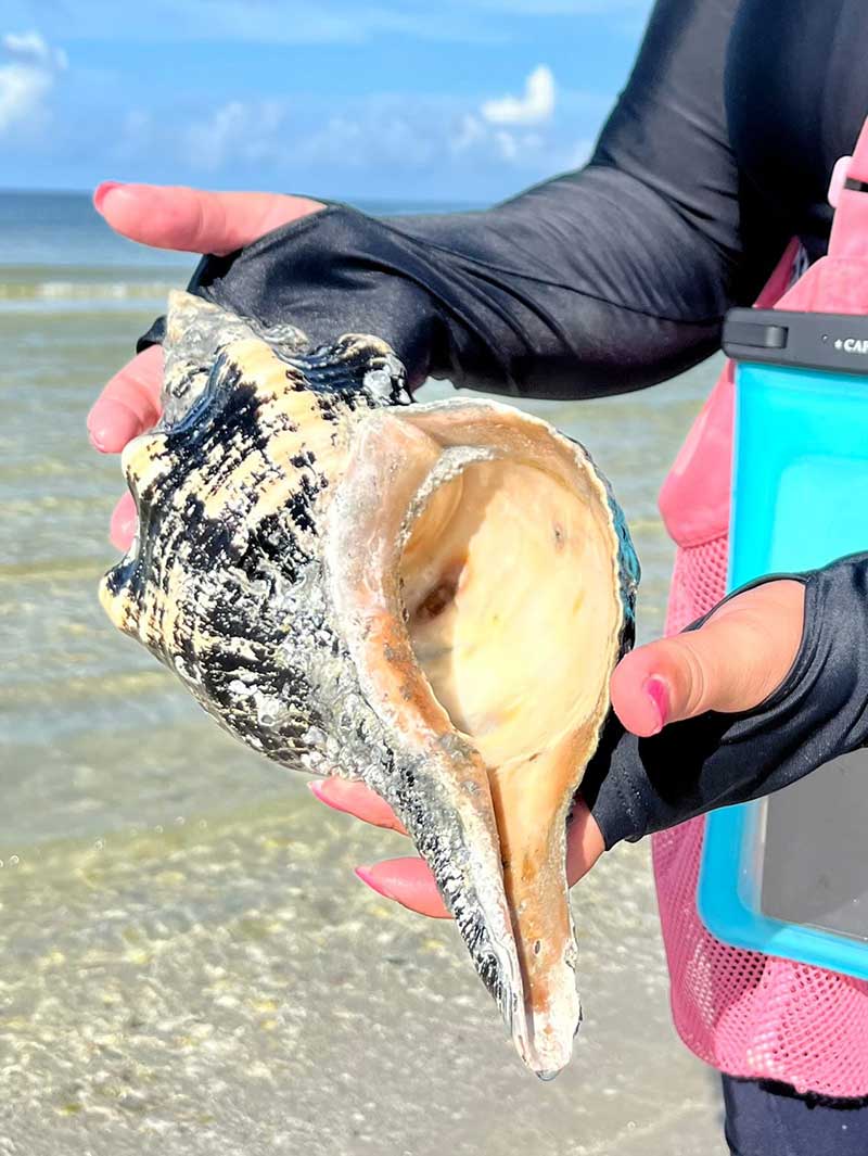 Large seashell on dry, sandy terrain with driftwood and blue sky.