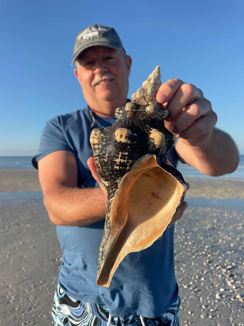 Large conch shell on driftwood by the ocean with waves crashing.