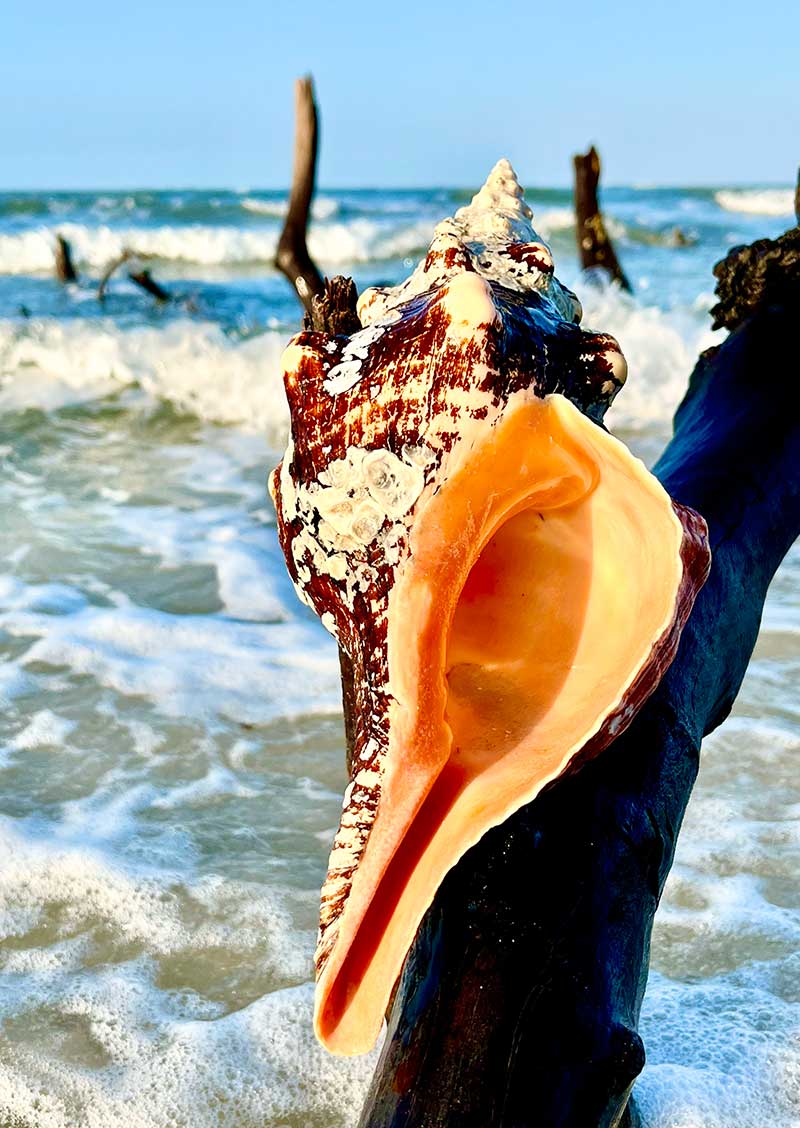 Large conch shell on driftwood by the ocean with waves crashing.
