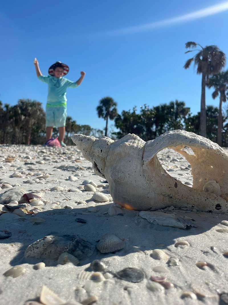 Hand holding a large conch shell with barnacles, at the beach.