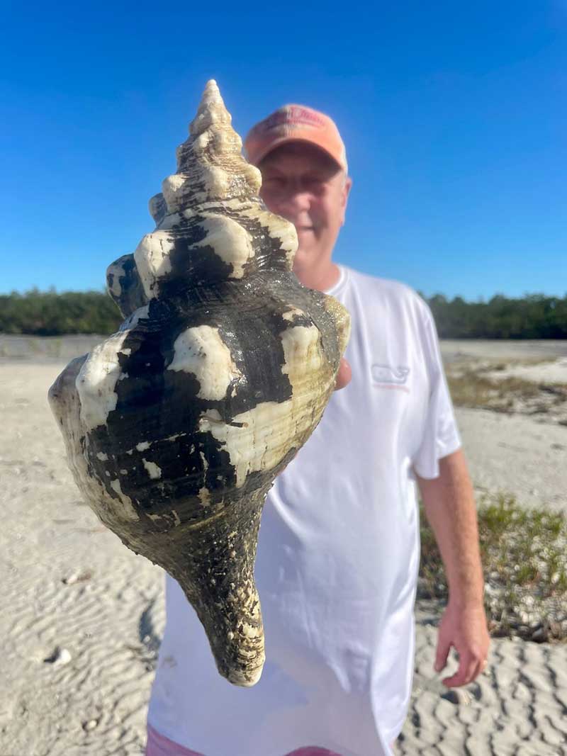 Person holding large seashell on a sunny beach.