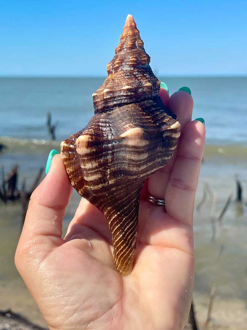 Large seashell on dry, sandy terrain with driftwood and blue sky.