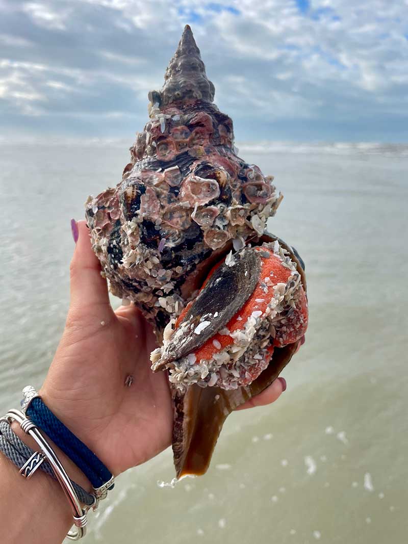 Hand holding a large conch shell with barnacles, at the beach.