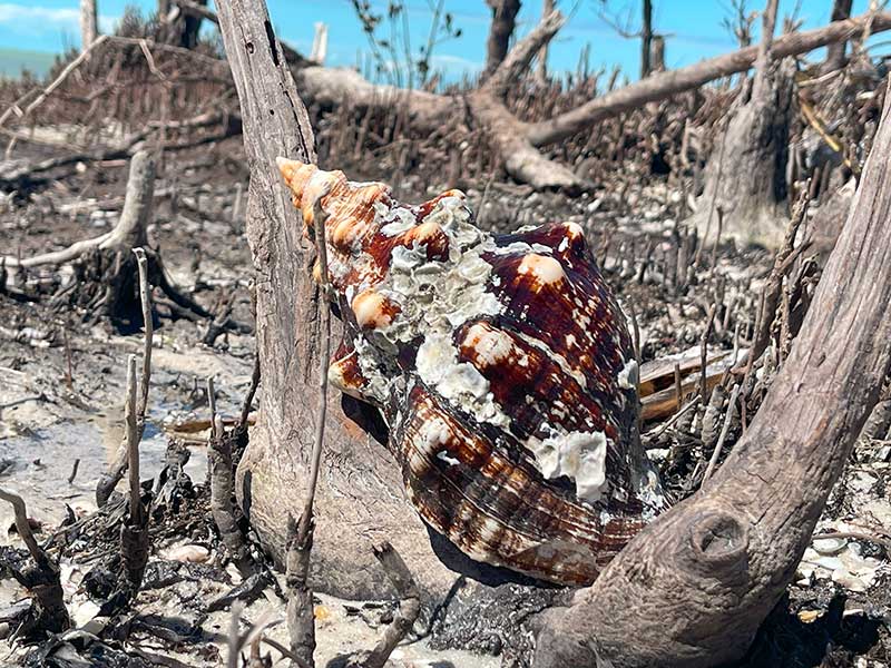 Large seashell on dry, sandy terrain with driftwood and blue sky.