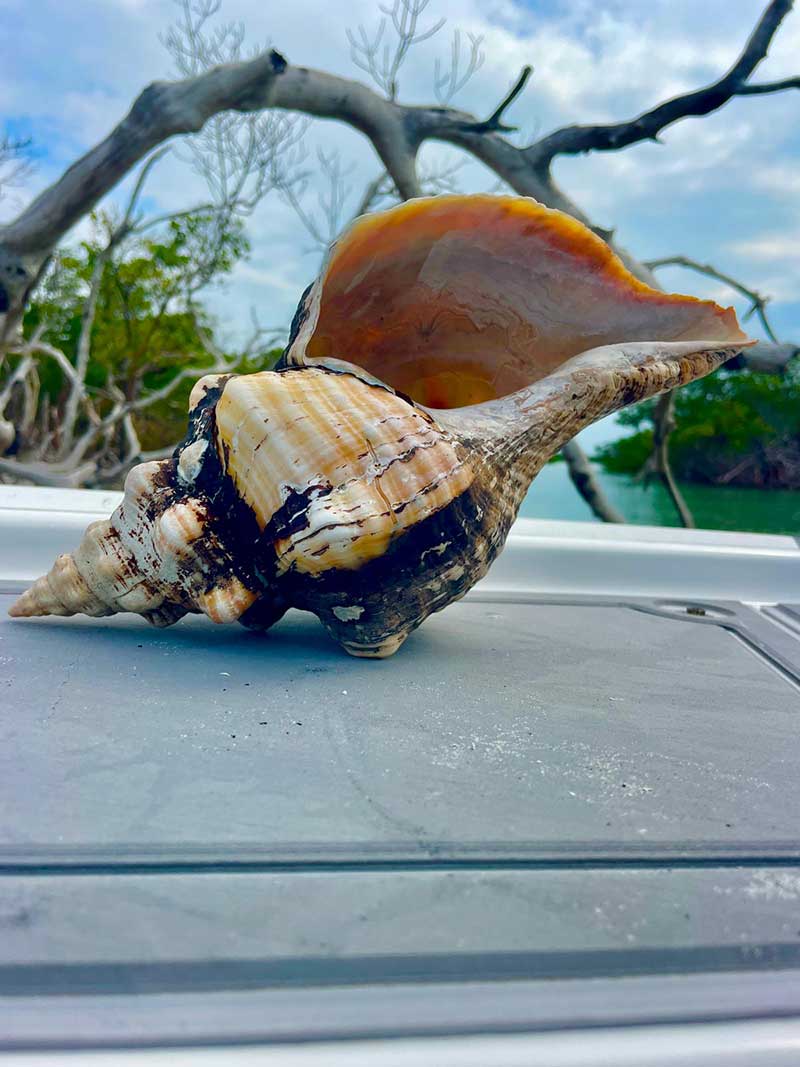 Person holding a large, weathered seashell on a beach.