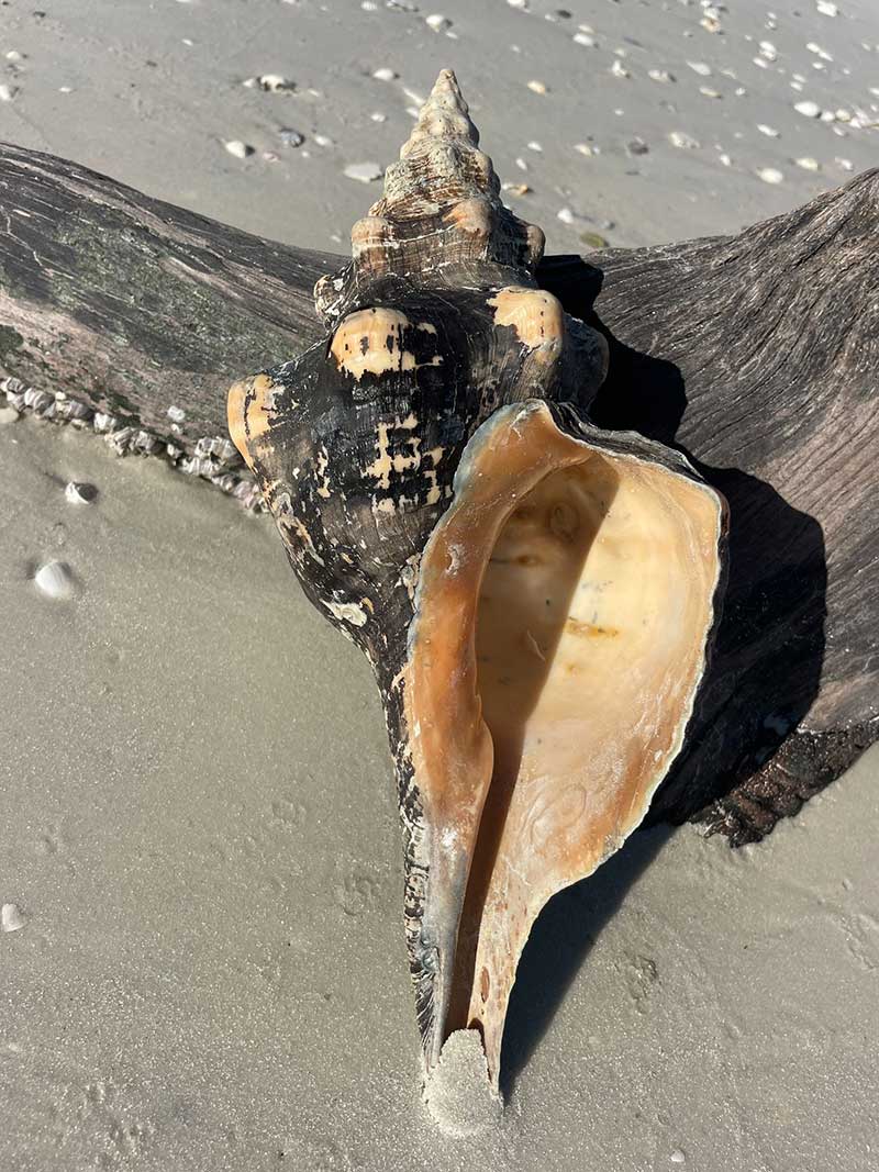 Large conch shell on driftwood by the ocean with waves crashing.