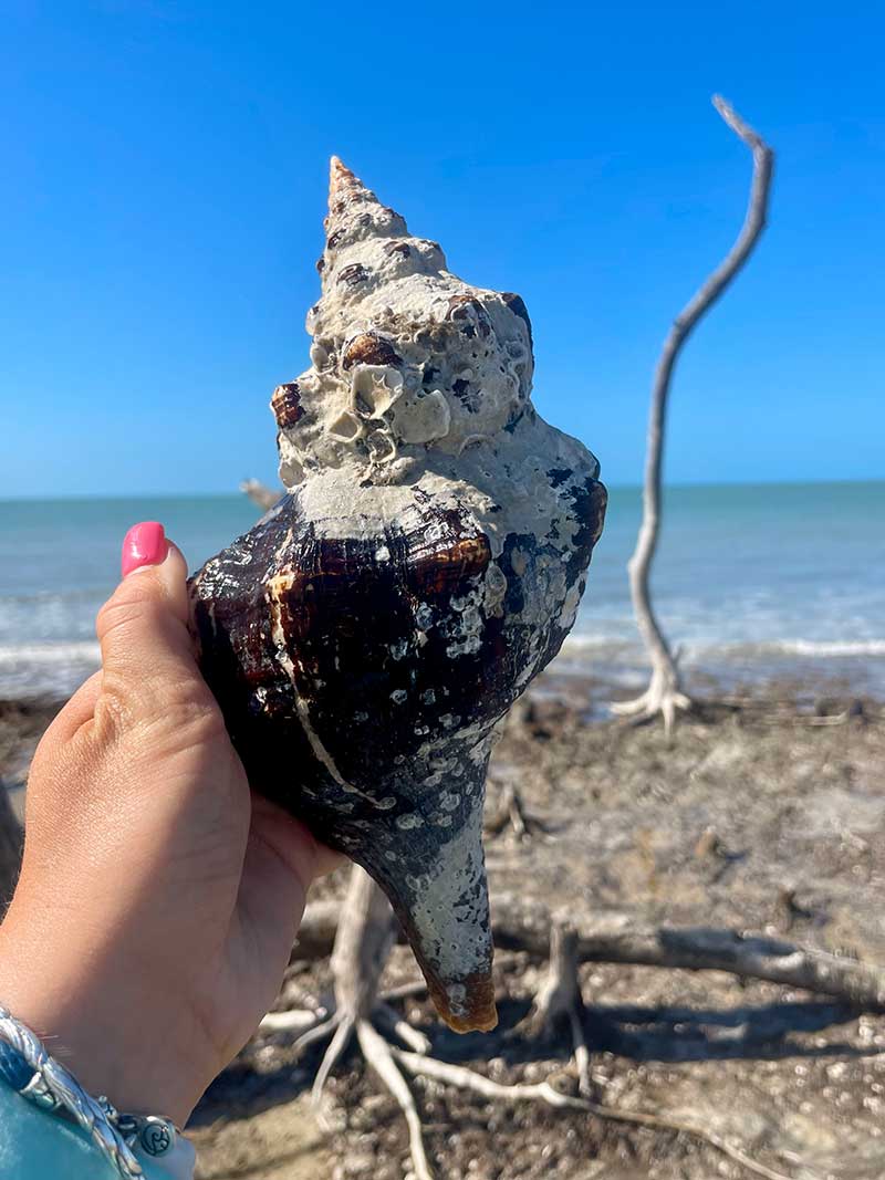 Hand holding a large conch shell with barnacles, at the beach.