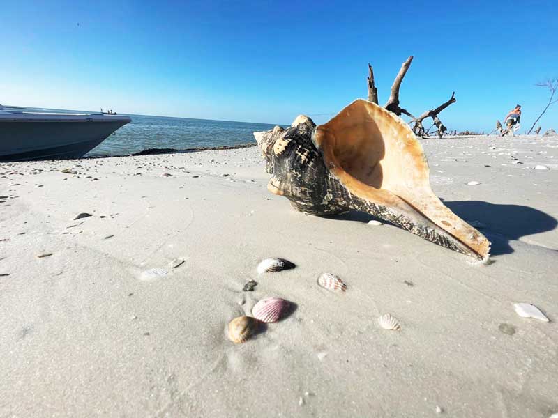 Large seashell on sandy beach with scattered smaller shells, boat and driftwood in background.
