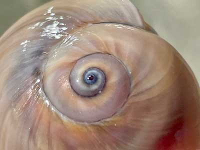 Close-up of a spiral pattern resembling a seashell or eye.