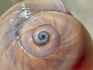 Close-up of a spiral pattern resembling a seashell or eye.