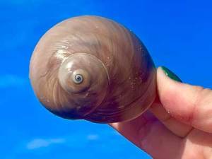 Person holding a spiraled seashell against a bright blue sky.