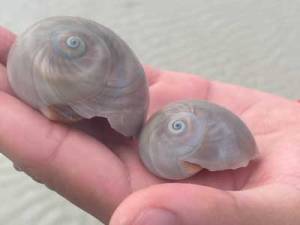 Two seashells on a person's palm with a sandy background.