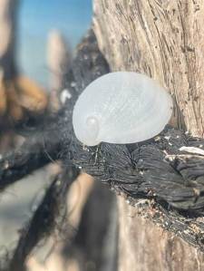 White seashell on twisted black rope around wooden post.