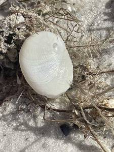 White seashell on sand surrounded by dried seaweed.