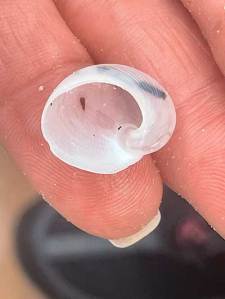 Small white spiral seashell held between fingers.