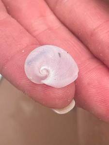 A small, translucent spiral shell on a person's fingertip.
