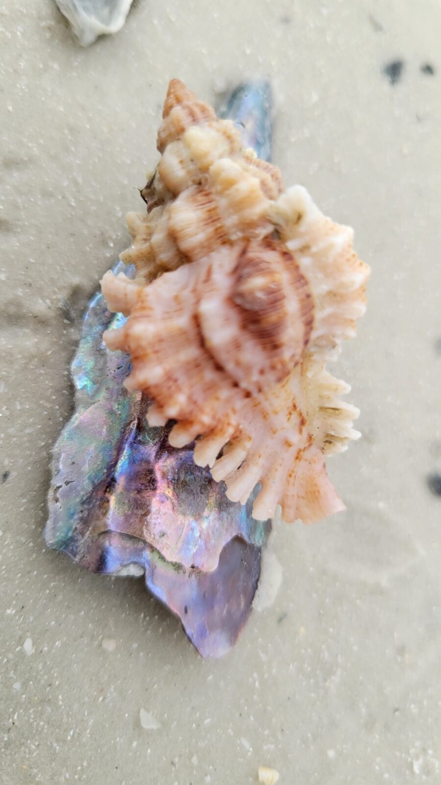 Discover the Fascinating Murex Shells of Southwest Florida