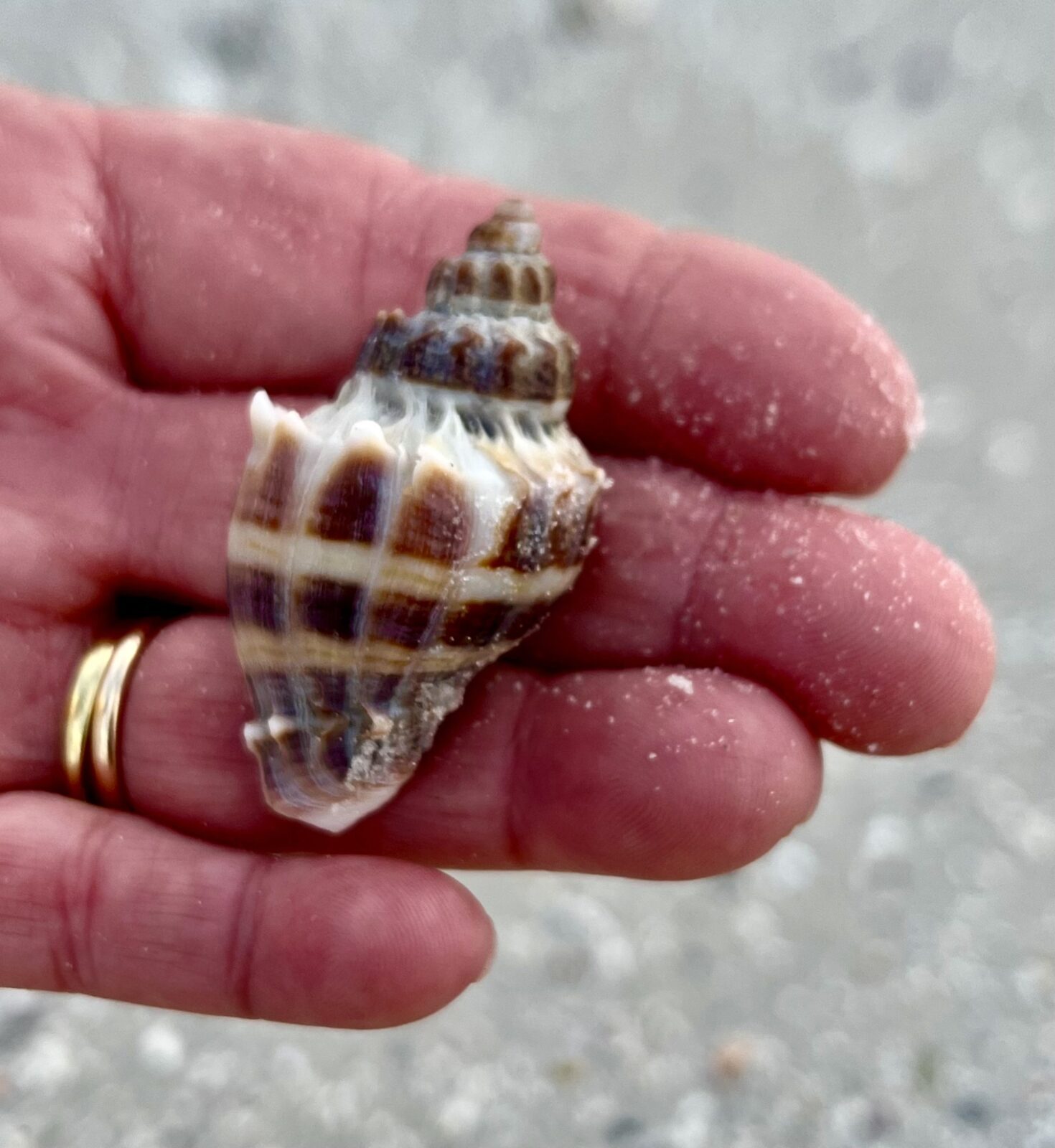 Hand holding a small, spiral seashell with sand on fingers.