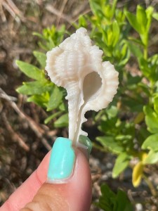 Hand holding a white seashell in sunlight with green plants in the background.