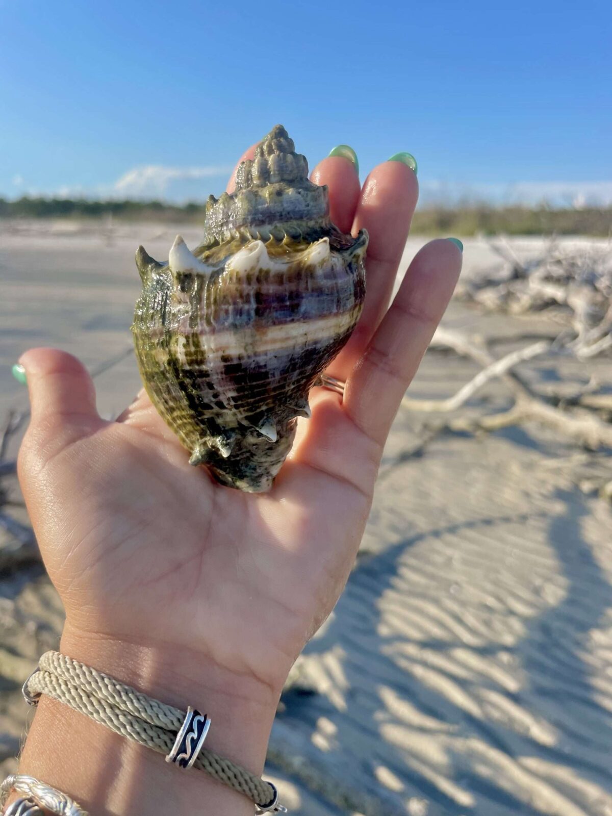 Hand holding a large seashell on a sandy beach with a clear blue sky.