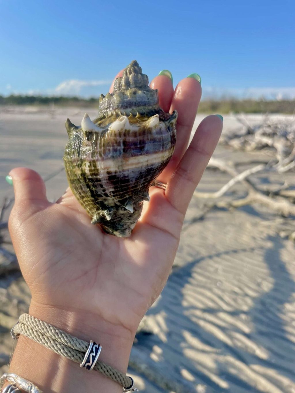 The Kings Crown Conch