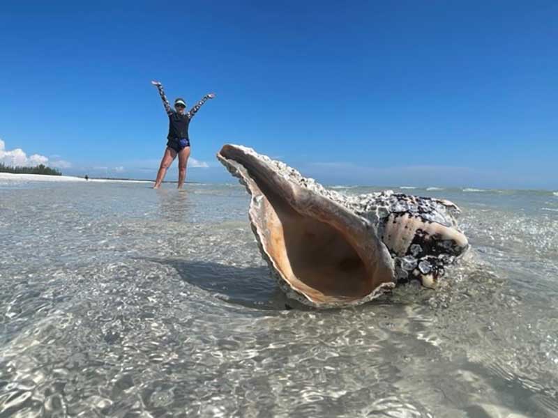 Person stands in shallow water with a large seashell in the foreground on a sunny beach.