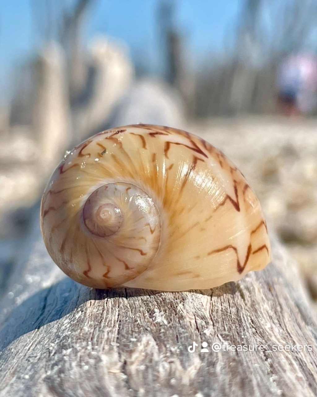 Unraveling the Beauty of Gaudy Nautica Shells