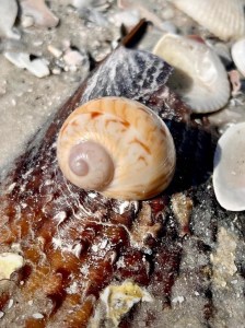 Close-up of seashells on a sandy surface, featuring a spiral shell.