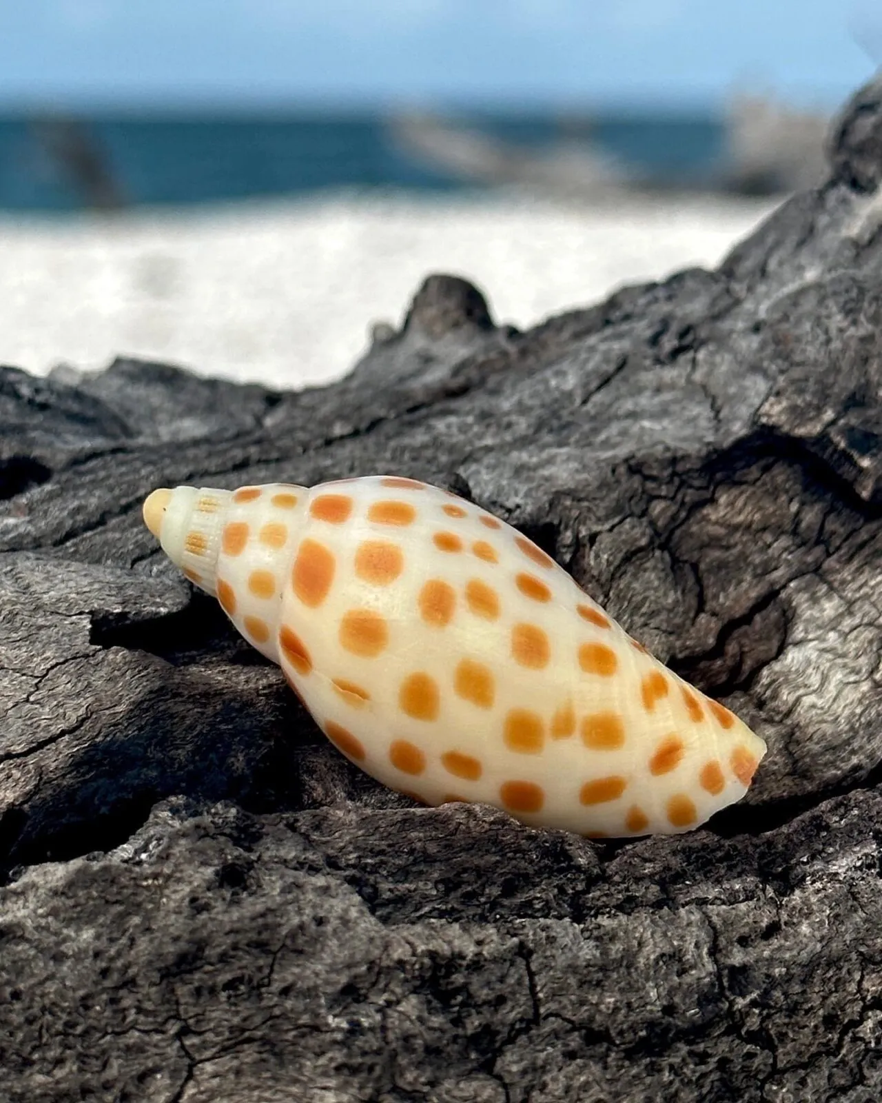 Spotted seashell on driftwood at a beach.