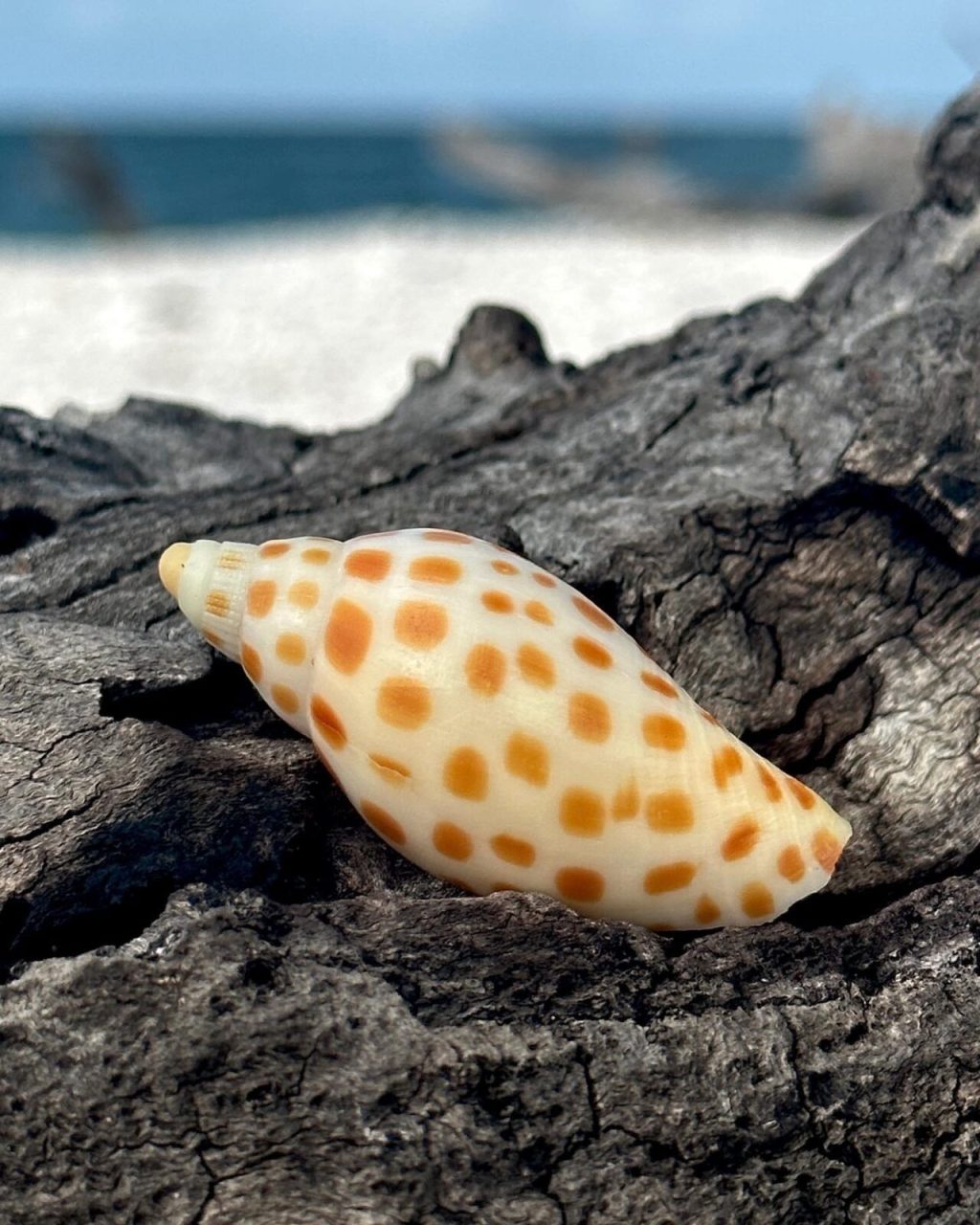 1 place in the United States to find the rare Junonia is in the Ten Thousand Islands with Treasure Seekers Shell Tours
