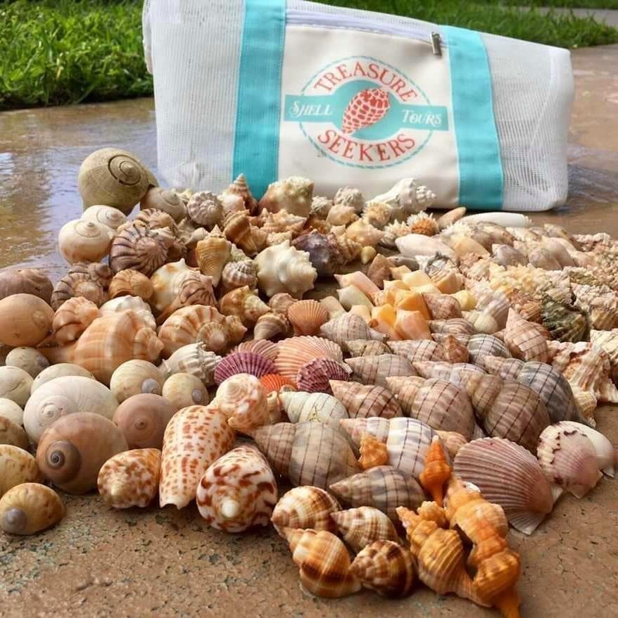 Unlocking Shelling Treasures: A Shelling Forecast for October 2023 to January 2024