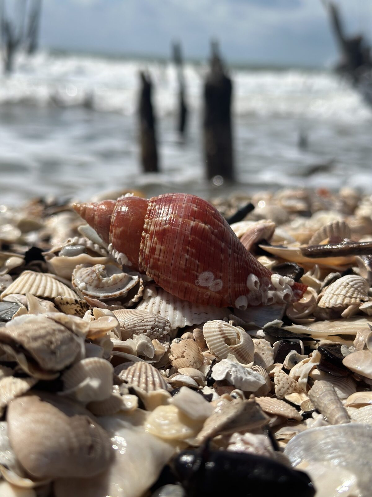 Red seashell on sandy beach with waves in background.