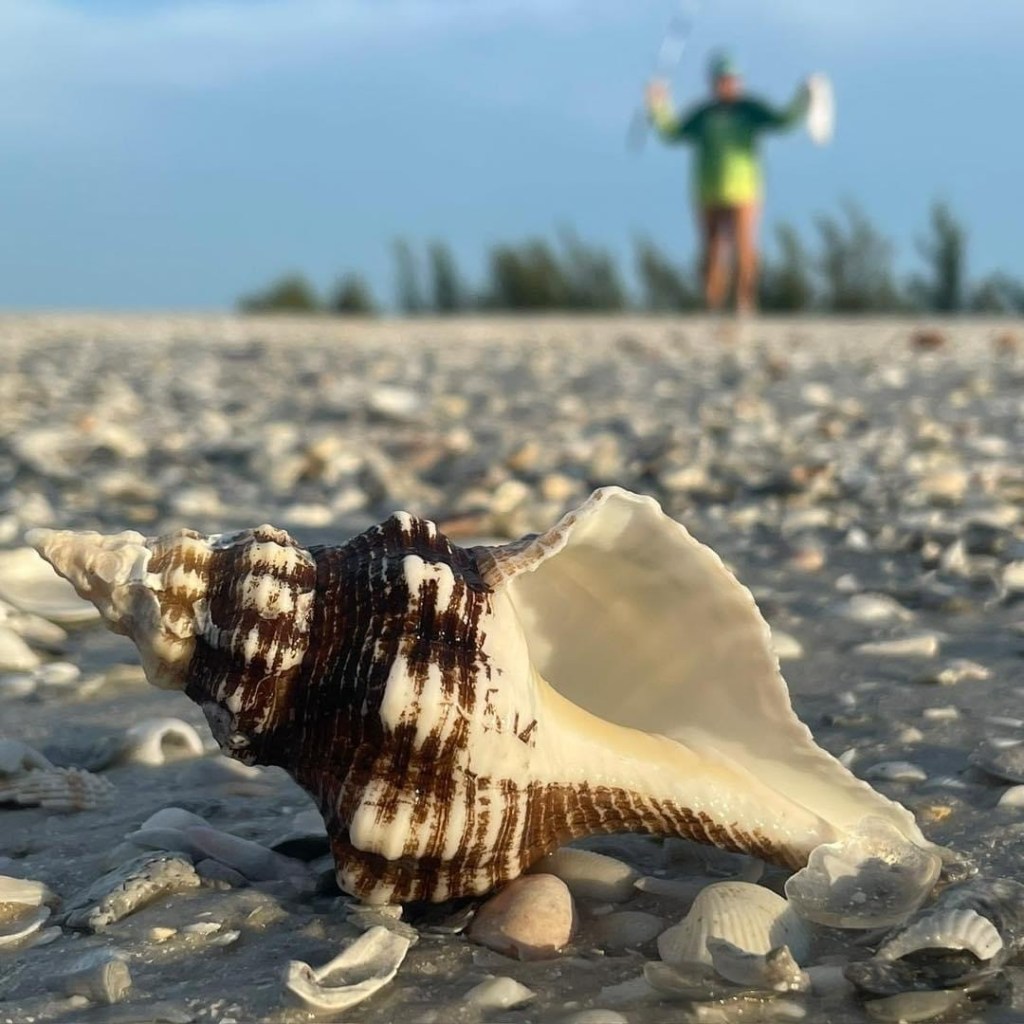 The Shell Paradise: Is Marco Island Truly a Sheller’s Haven?