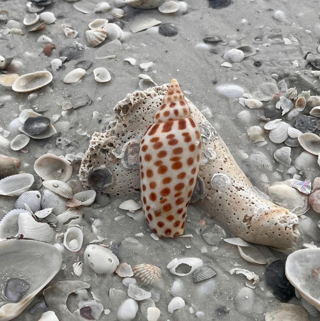 Discovering Rare Shells on Marco Island