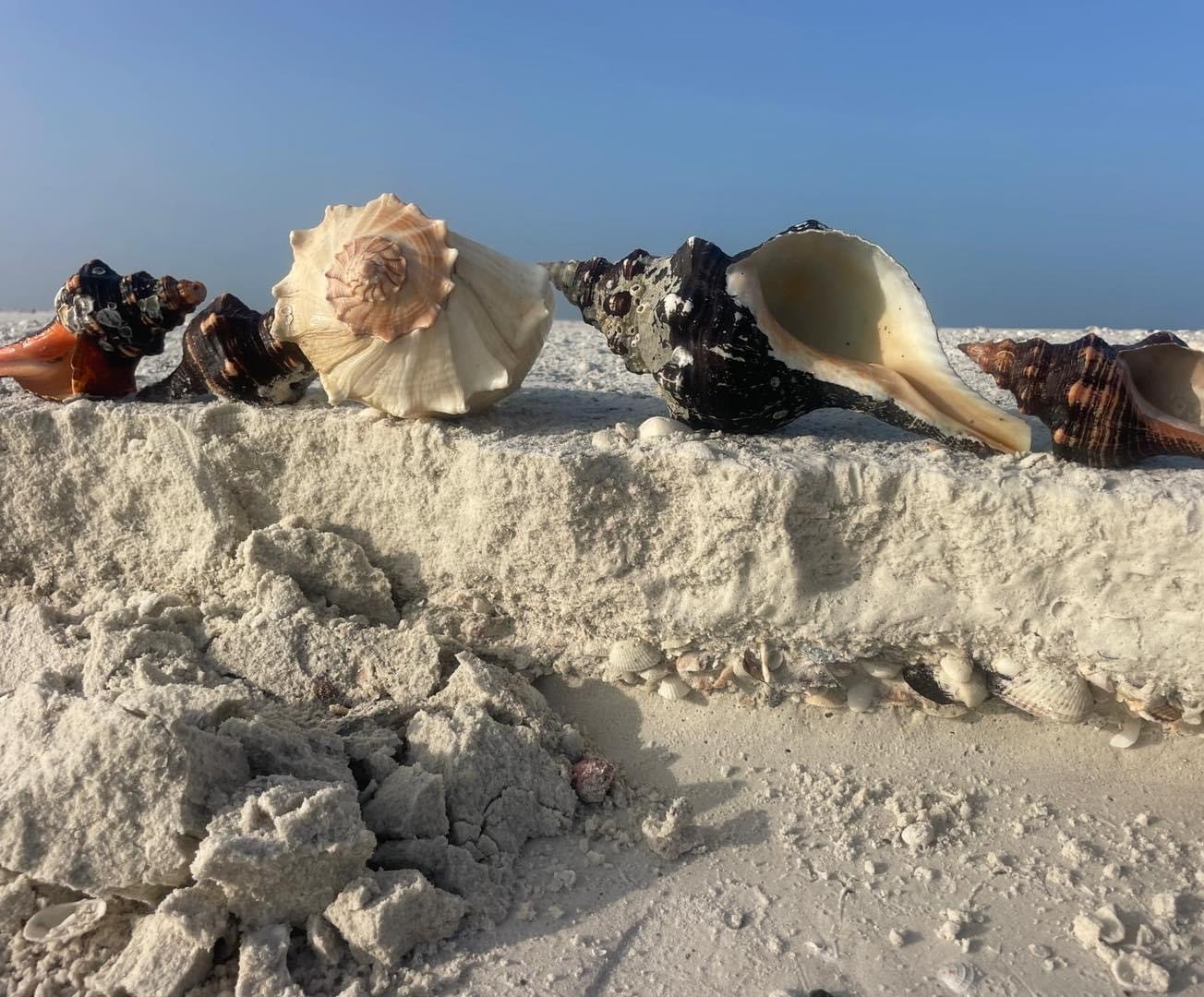 Close-up of various seashells on sandy beach under blue sky.
