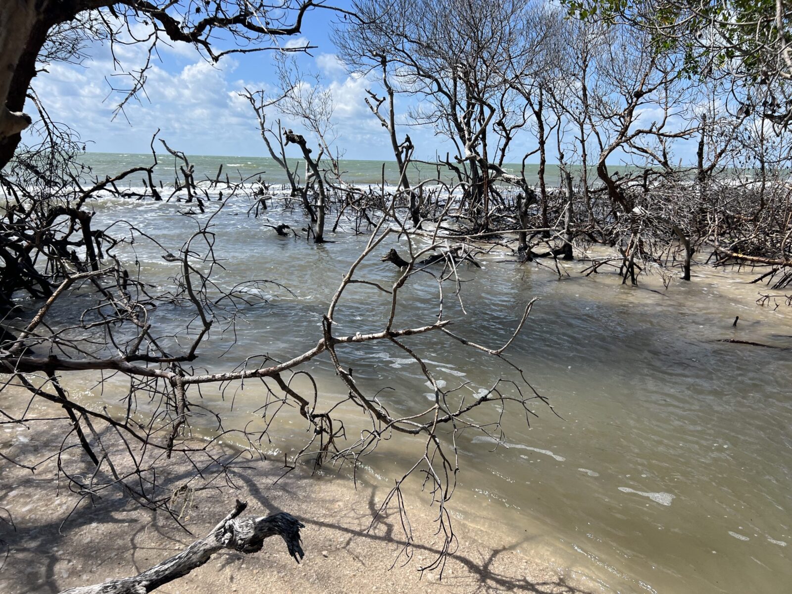 Sandy beach with leafless trees and ocean waves under a blue sky.