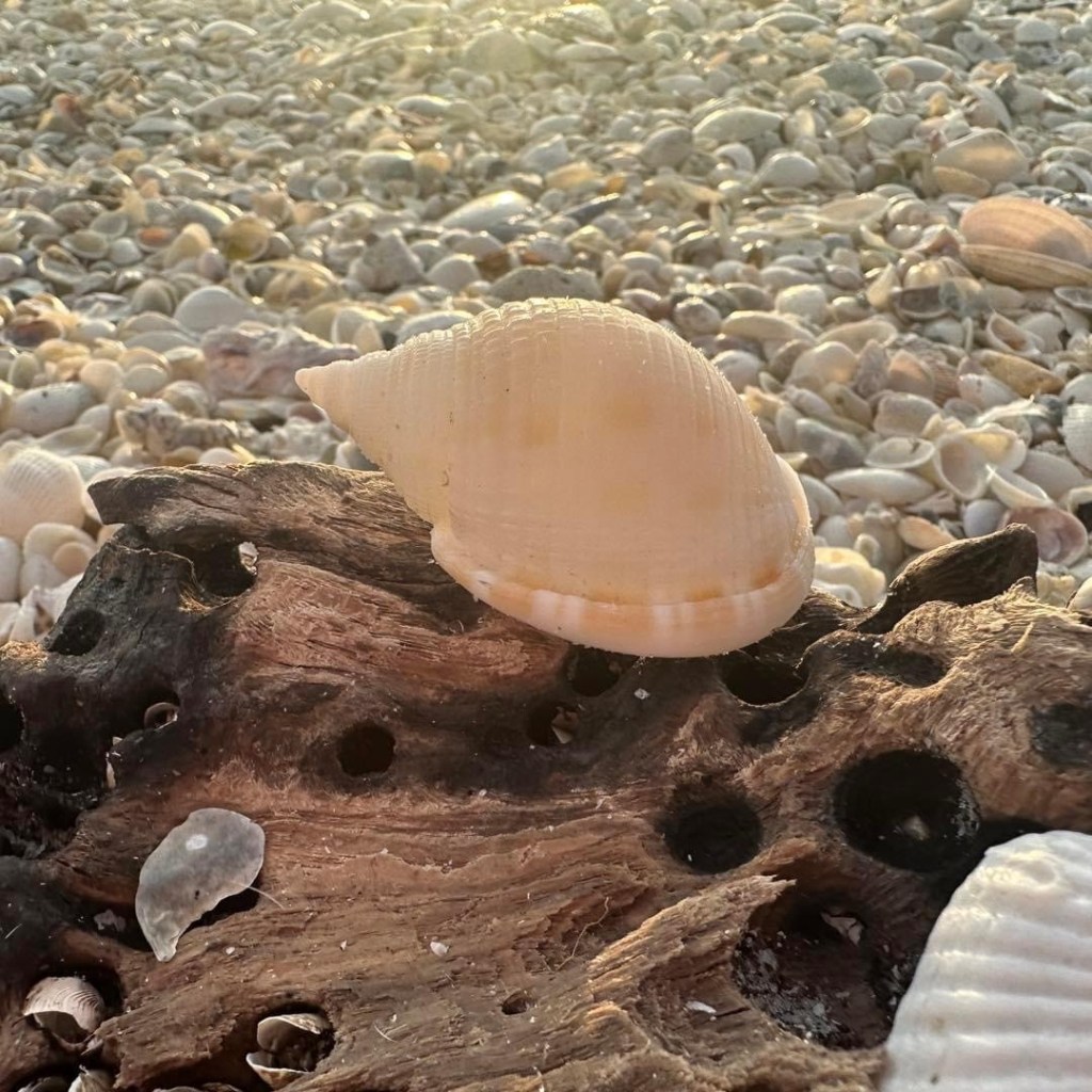 The Enchanting World of Scotch Bonnet Shells Nature’s Masterpieces
