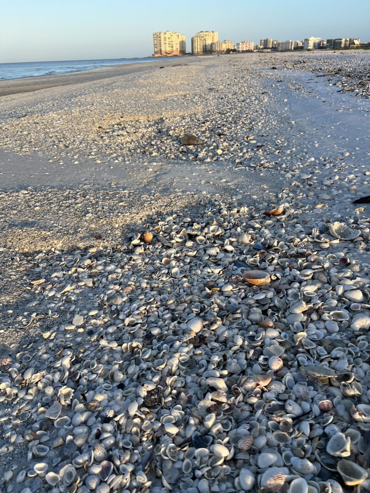 Beach with numerous seashells, distant buildings, and a calm sea under a clear sky.