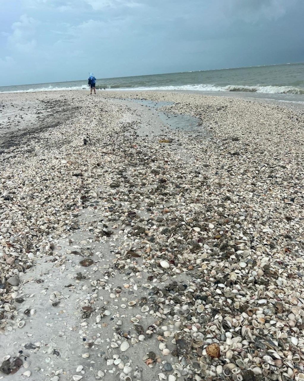 Treasures Rise: Unlocking Marco Island’s Jan-Mar 2024 Shelling Forecast!