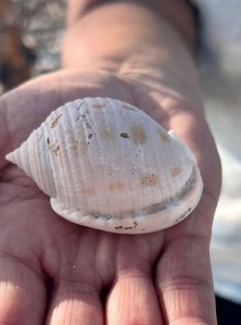 Person holding a white seashell in their palm.