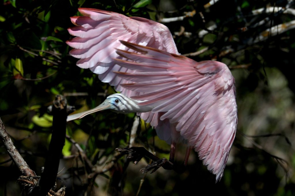 The Magnificent Roseate Spoonbill