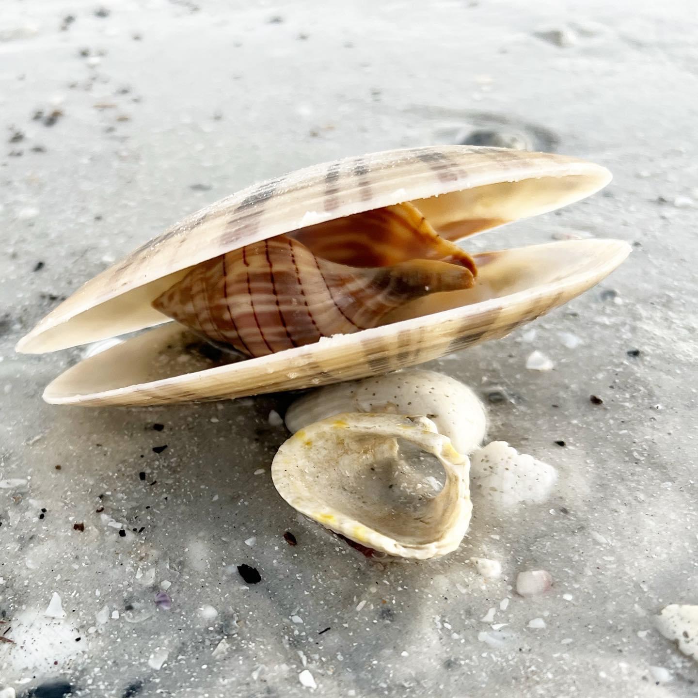 Open seashell with small striped shell inside on wet sand